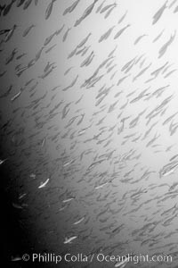 Schooling fish, black and white / grainy, North Seymour Island