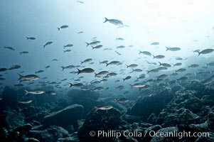 Schooling fish, black and white / grainy.