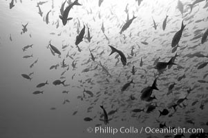 Schooling fish, black and white / grainy, Wolf Island