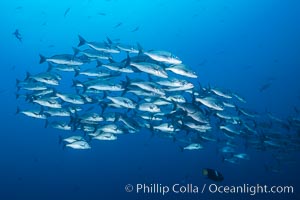 Schooling fish, Enderby Island, Galapagos