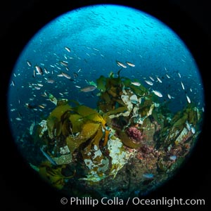 Huge mixed schools of fish on Farnsworth Banks, Catalina Island, California