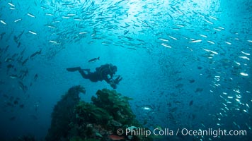 Huge mixed schools of fish on Farnsworth Banks, Catalina Island, California