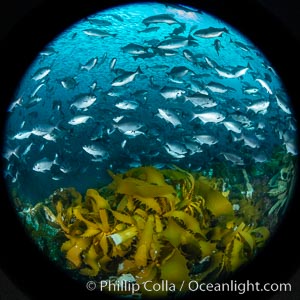 Huge mixed schools of fish on Farnsworth Banks, Catalina Island, California. A veritable fish storm of epic proportions centered on Farnsworth Banks was experienced by divers for a few weeks in 2021, Medialuna californiensis