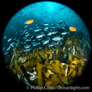 Huge mixed schools of fish on Farnsworth Banks, Catalina Island, California, Medialuna californiensis