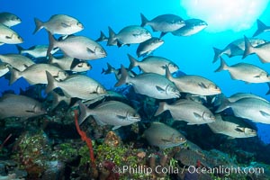 Schooling fish over coral reef, Grand Cayman Island