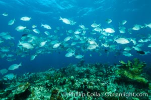 Schooling fish over coral reef, Grand Cayman Island