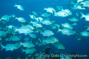 Schooling fish over coral reef, Grand Cayman Island