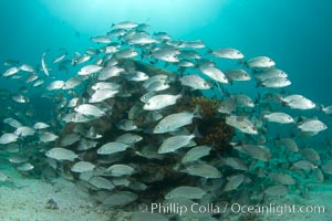 Schooling fish in the Sea of Cortez.