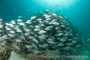 Schooling fish in the Sea of Cortez.