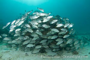 Schooling fish in the Sea of Cortez. Baja California, Mexico, natural history stock photograph, photo id 27568