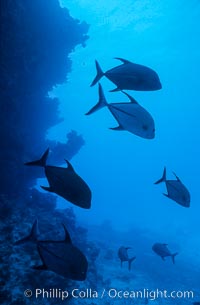 Schooling fish underwater at Rose Atoll, American Samoa, Rose Atoll National Wildlife Refuge