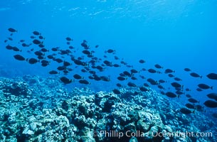 Schooling fish underwater at Rose Atoll, American Samoa, Rose Atoll National Wildlife Refuge
