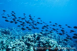 Schooling fish underwater at Rose Atoll, American Samoa, Rose Atoll National Wildlife Refuge