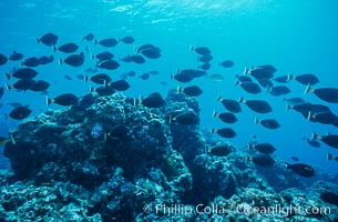 Schooling fish underwater at Rose Atoll, American Samoa, Rose Atoll National Wildlife Refuge