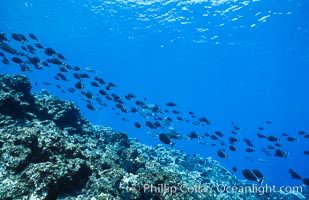 Schooling fish underwater at Rose Atoll, American Samoa, Rose Atoll National Wildlife Refuge