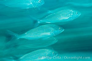 Schooling fish with motion blur, Sea of Cortez, Baja California, Mexico.
