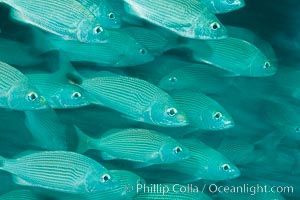 Schooling fish with motion blur, Sea of Cortez, Baja California, Mexico