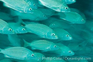 Schooling fish with motion blur, Sea of Cortez, Baja California, Mexico