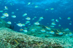 Schooling fish with motion blur, Sea of Cortez, Baja California, Mexico