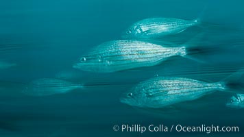 Schooling fish with motion blur, Sea of Cortez, Baja California, Mexico