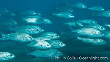 Schooling fish with motion blur, Sea of Cortez, Baja California, Mexico