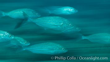 Schooling fish with motion blur, Sea of Cortez, Baja California, Mexico