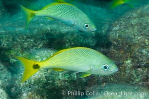 Schooling fish with motion blur, Sea of Cortez, Baja California, Mexico