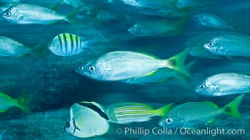 Schooling fish with motion blur, Sea of Cortez, Baja California, Mexico