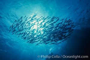 Schooling fishes in the Galapagos Islands