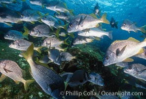 Schooling fishes in the Galapagos Islands