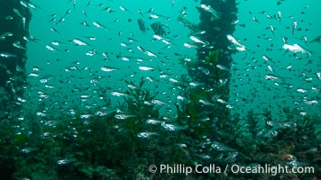 Schooling fishes, Rapid Bay Jetty, South Australia