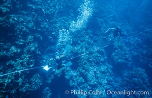 Scientist Surveying Coral Reef at Rose Atoll, following shipwreck of Jin Shiang Fa, American Samoa, Rose Atoll National Wildlife Refuge