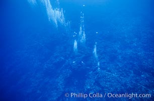 Scientist Surveying Coral Reef at Rose Atoll, following shipwreck of Jin Shiang Fa, American Samoa, Rose Atoll National Wildlife Refuge