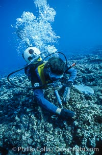Scientist surveying reef damage, Rose Atoll Marine National Monument, American Samoa.