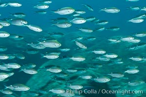 Scissortail damselfish, Sea of Cortez, Baja California, Mexico, Chromis atrilobata