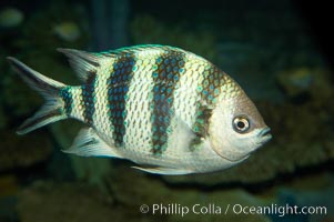 Scissortail sergeant major, Abudefduf sexfasciatus