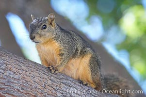 Eastern fox squirrel.  The eastern fox squirrel historically occur in the  eastern and central portions of North America, but have been introduced in the 1900's to urban areas in the western United States.  They are the largest of the North American squirrels, reaching 29 inches in length and up to 3 pounds.  They are generalist feeders with a diet that varies according to their habitat, including nuts, seed, bird eggs and chicks, frogs, flowers and agricultural crops, Sciurus niger, Los Angeles, California