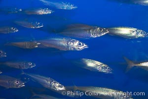 Pacific mackerel.  Long exposure shows motion as blur.  Mackerel are some of the fastest fishes in the ocean, with smooth streamlined torpedo-shaped bodies, they can swim hundreds of miles in a year., Scomber japonicus, natural history stock photograph, photo id 14021