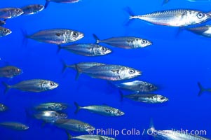 Pacific mackerel.  Long exposure shows motion as blur.  Mackerel are some of the fastest fishes in the ocean, with smooth streamlined torpedo-shaped bodies, they can swim hundreds of miles in a year, Scomber japonicus