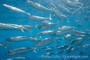 Mackeral, likely chubb mackeral (Scomber japonicus), Scomber japonicus, Guadalupe Island (Isla Guadalupe)