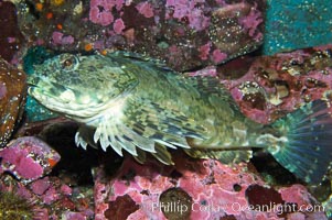 Cabazon.  Large cabazons sometimes lie camoflaged on top of deep rocky outcroppings.  Juveniles are often found in shallow water, Scorpaenichthys marmoratus