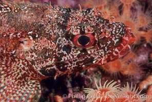 Rainbow scorpionfish, juvenile. Guadalupe Island (Isla Guadalupe), Baja California, Mexico, Scorpaenodes xyris, natural history stock photograph, photo id 04616