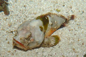 Unidentified scorpionfish, Scorpaenpsis