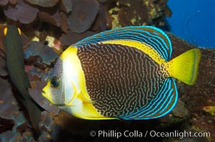 Scribbled angelfish, Chaetodontoplus duboulayi