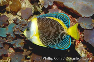 Scribbled angelfish, Chaetodontoplus duboulayi