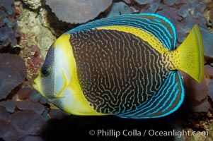 Scribbled angelfish, Chaetodontoplus duboulayi