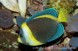 Scribbled angelfish, Chaetodontoplus duboulayi