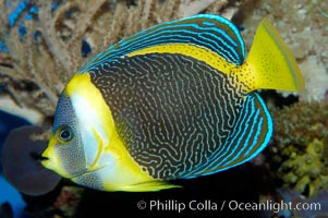 Scribbled angelfish, Chaetodontoplus duboulayi