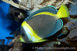 Scribbled angelfish, Chaetodontoplus duboulayi