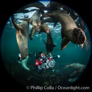 SCUBA Diver and Steller Sea Lions Underwater,  underwater photographer, Hornby Island, British Columbia, Canada, Eumetopias jubatus
